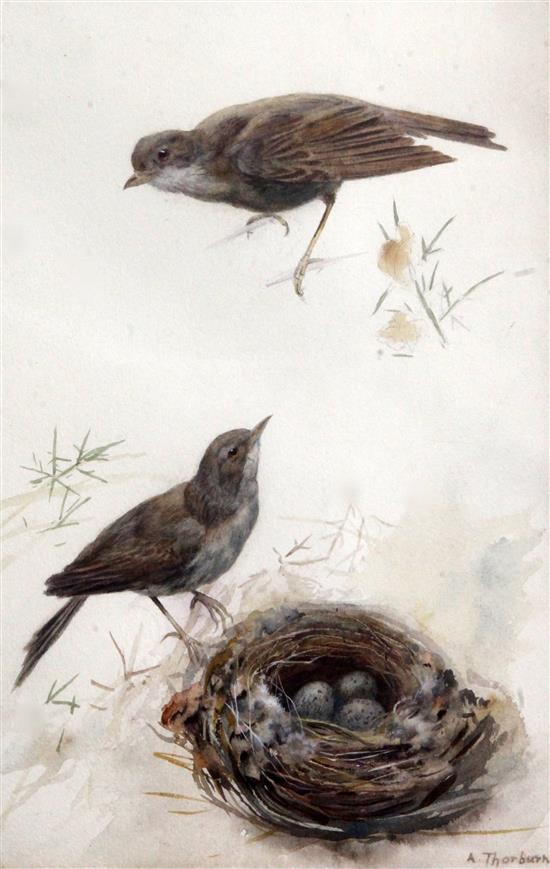 Archibald Thorburn (1860-1935) Songbirds beside a nest 12 x 8in.